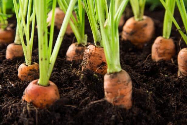 carrot growing