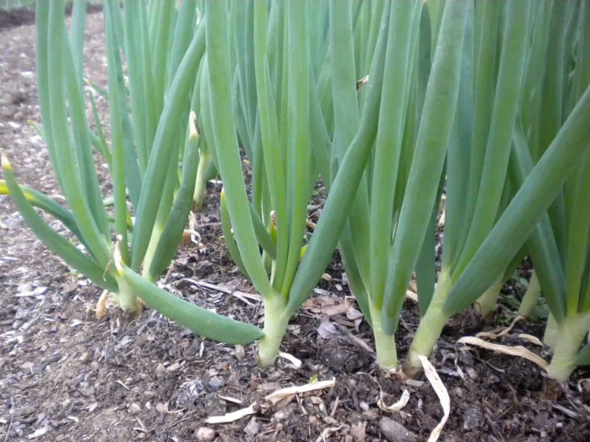 green onions