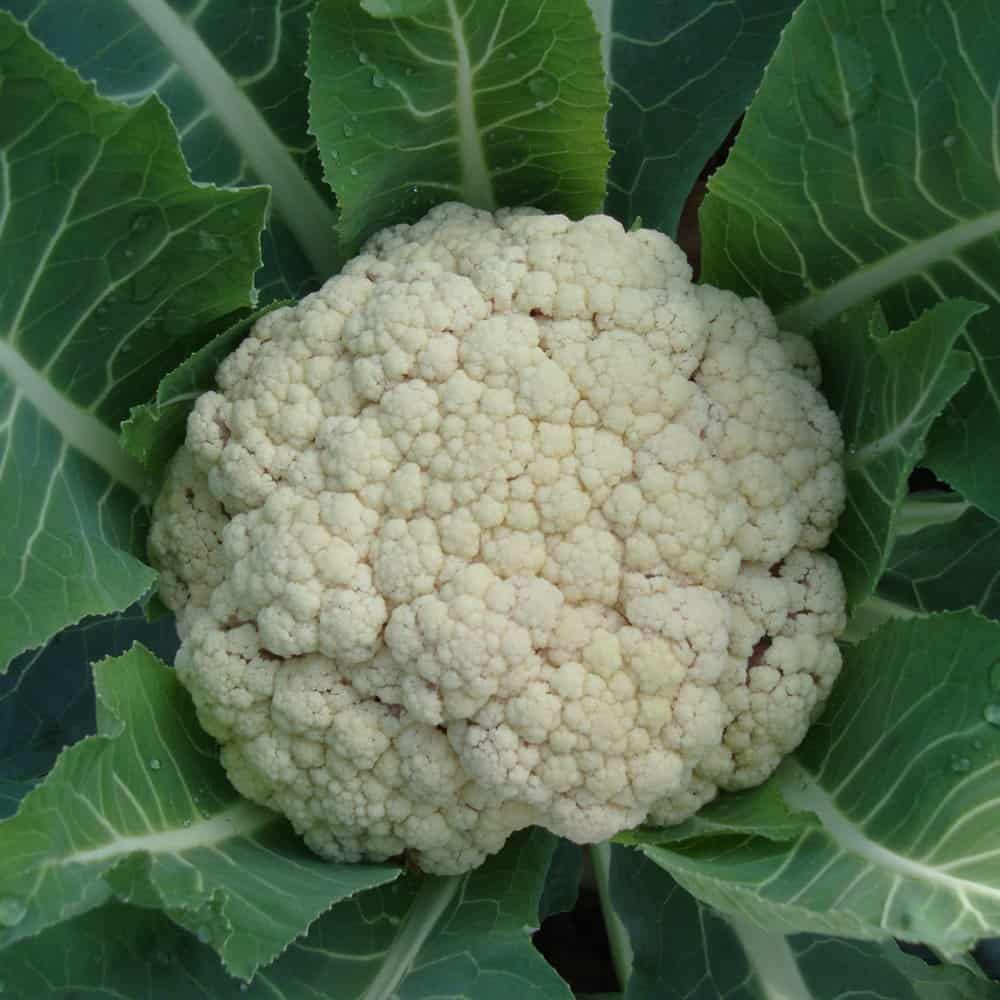 A cauliflower plant in the garden