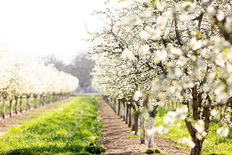 Prune trees in an orchard in bloom.