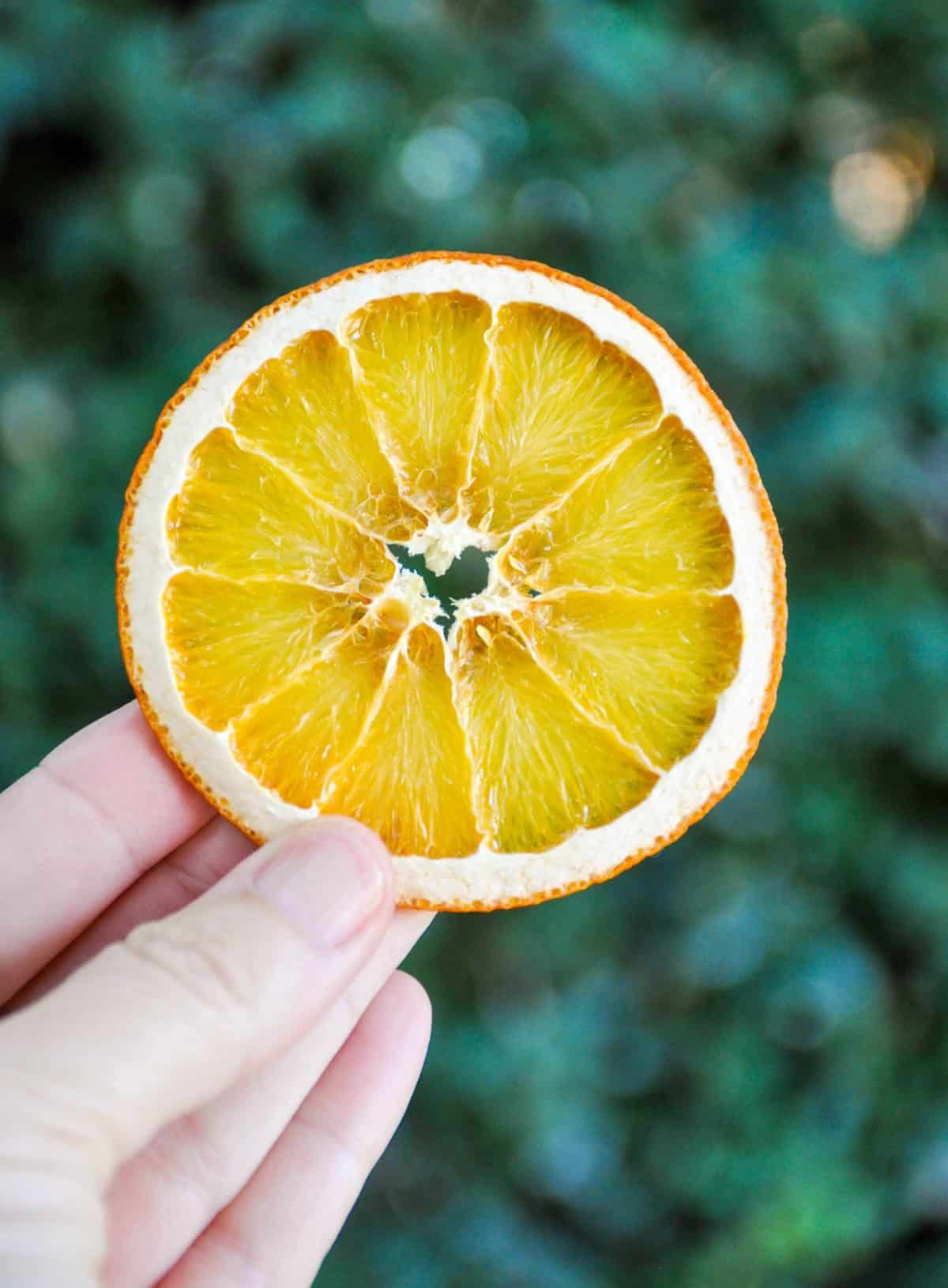 slice of dried citrus