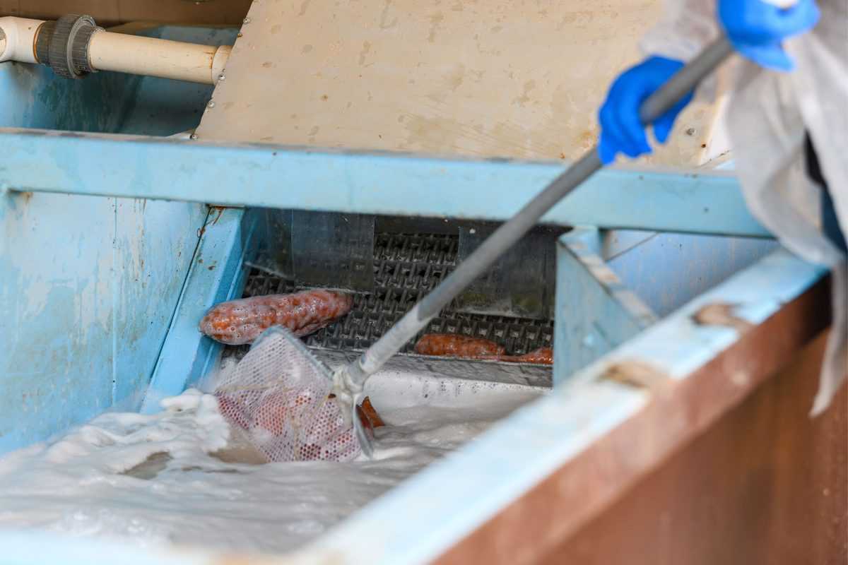 Sweetpotatoes in Acid Bath