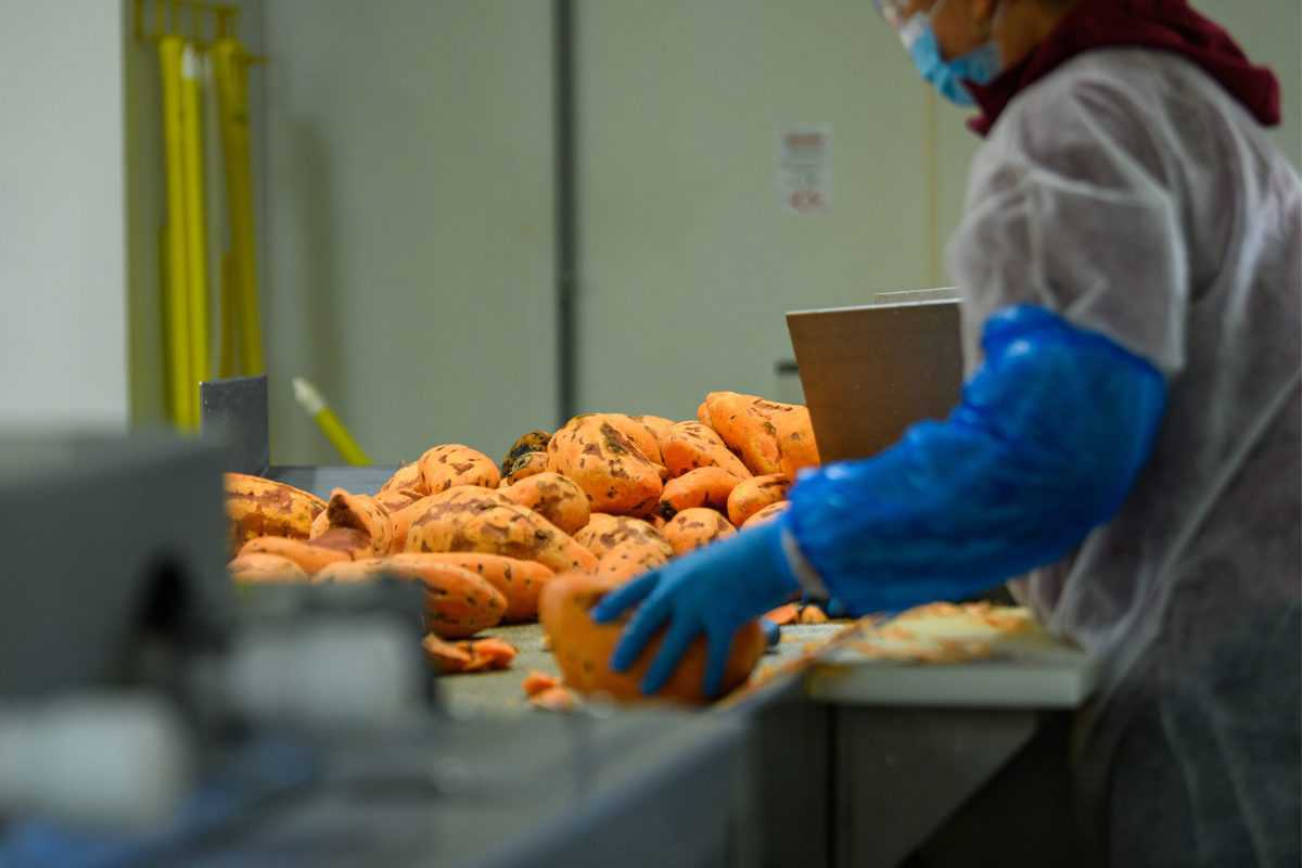 Sweetpotato grading