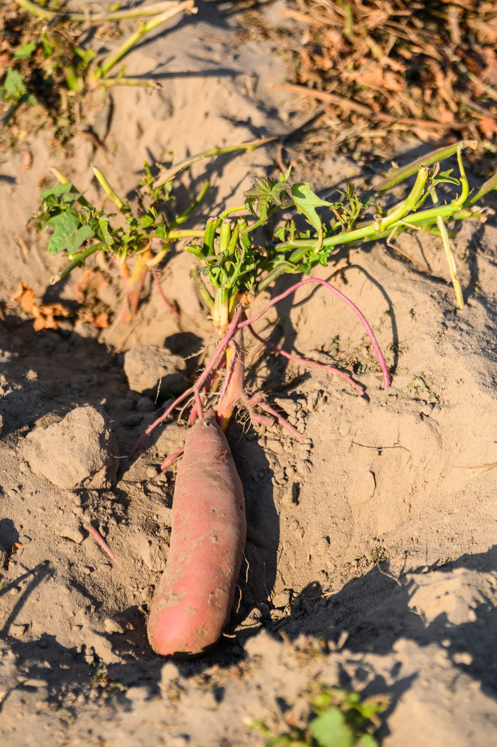 sweetpotato in sand