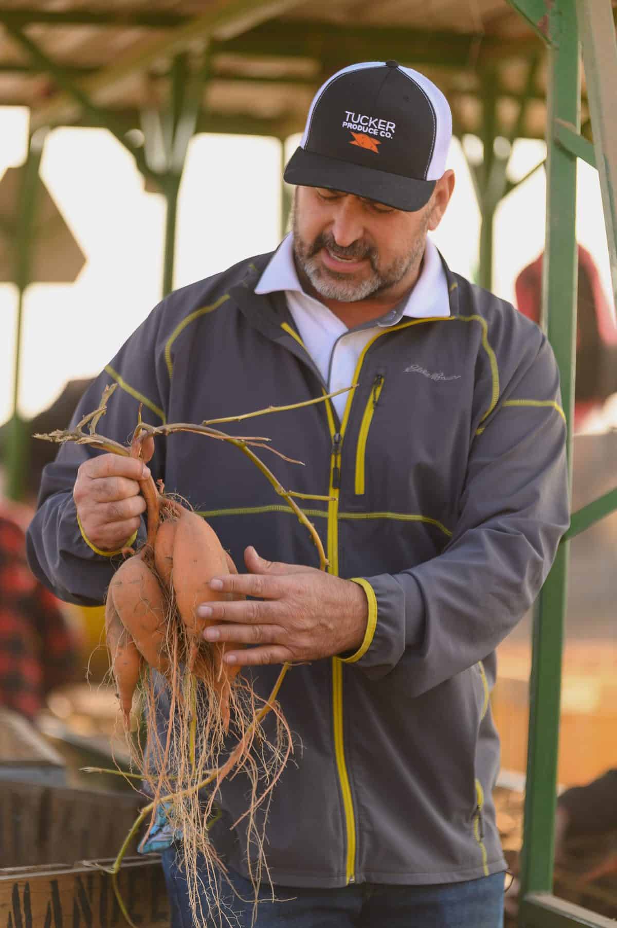 How Farmers Grow Sweetpotatoes in California