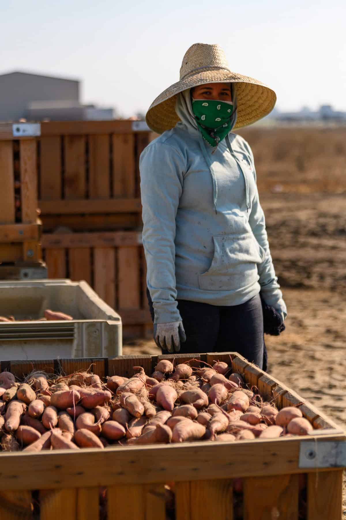 Farmworker helping with harvest