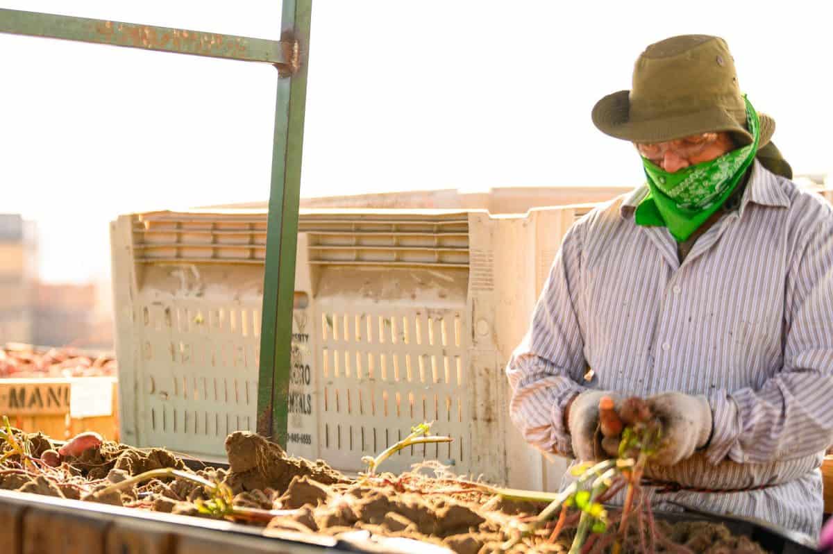 sweetpotatoes being hand sorted by a team of farmworkers