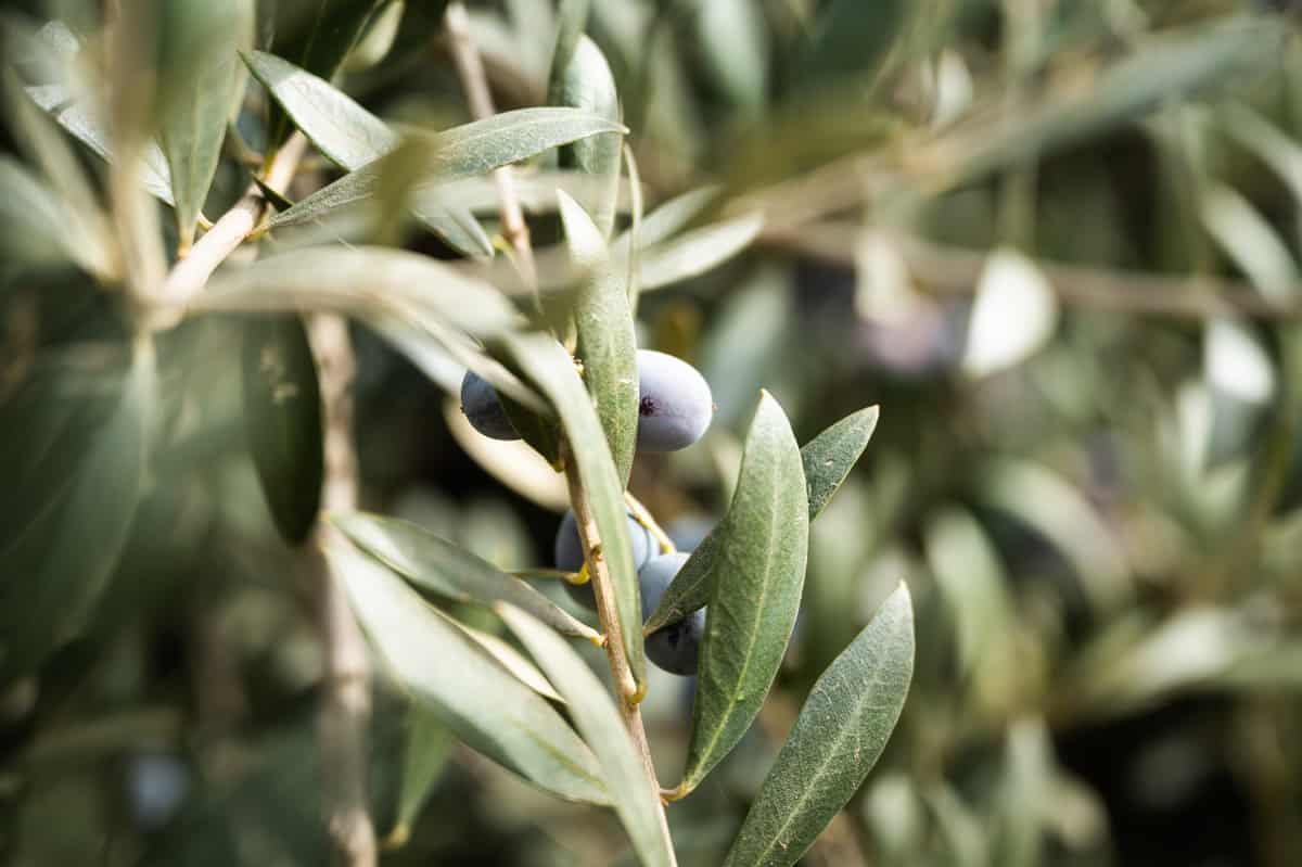 Olive leaves and fruit