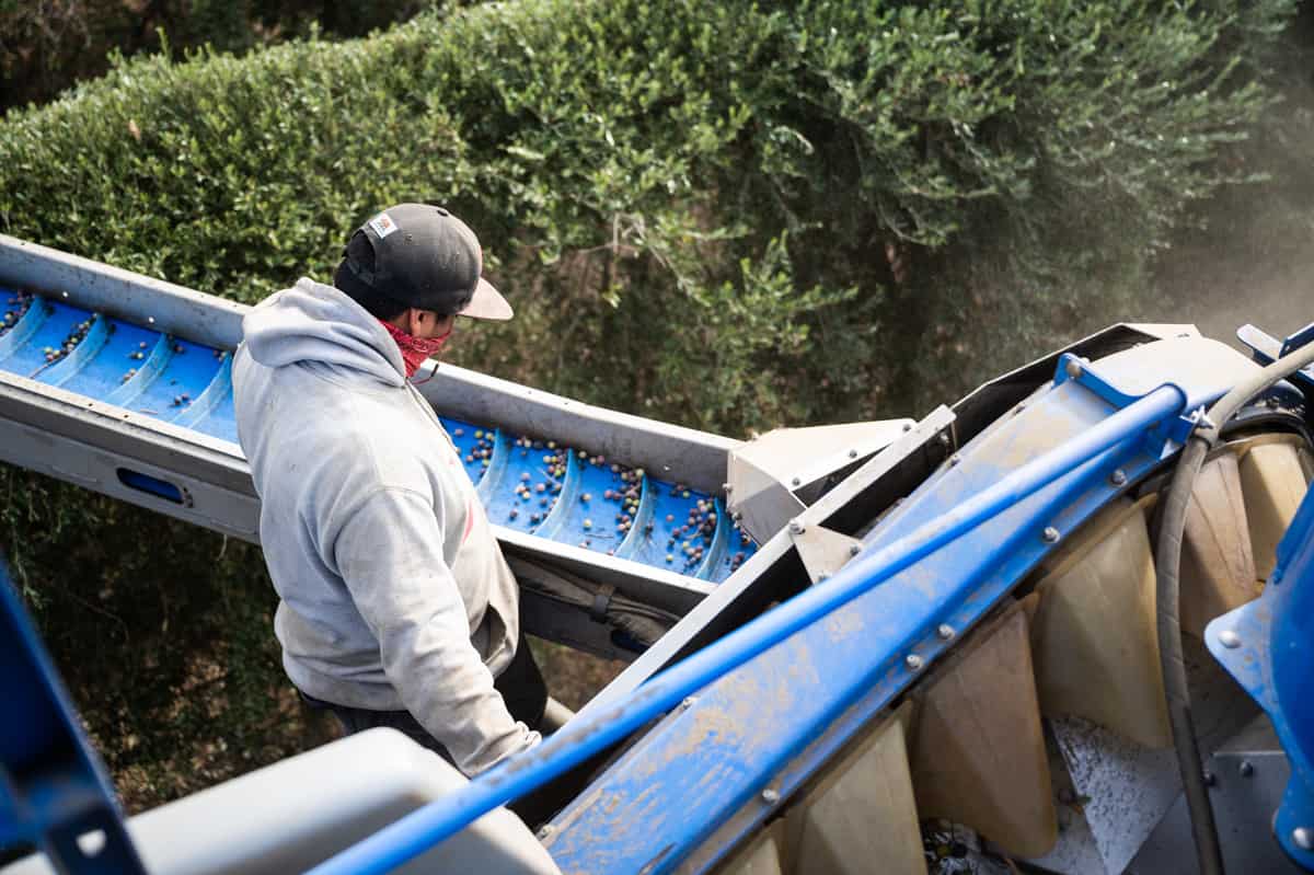 Conveyer close up on harvester