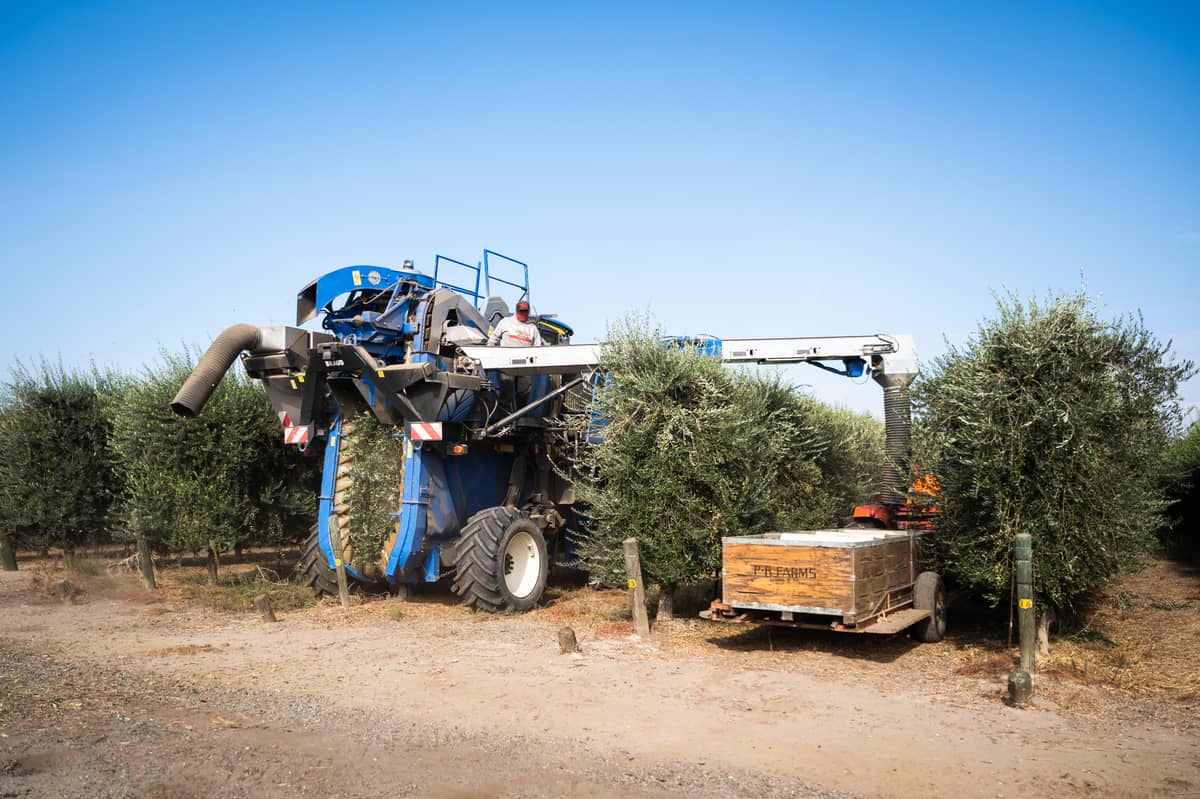 Olive Harvest in California - Gourmet Done Skinny