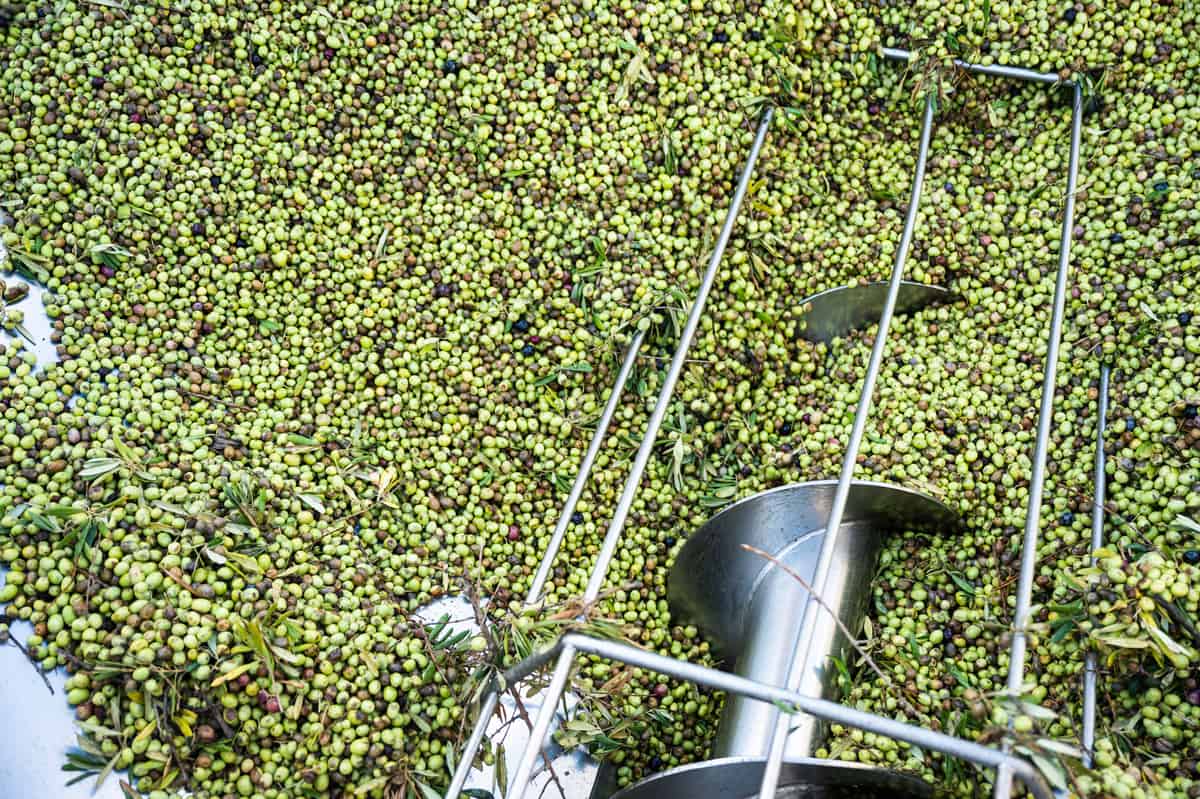 How olive oil is made - hopper