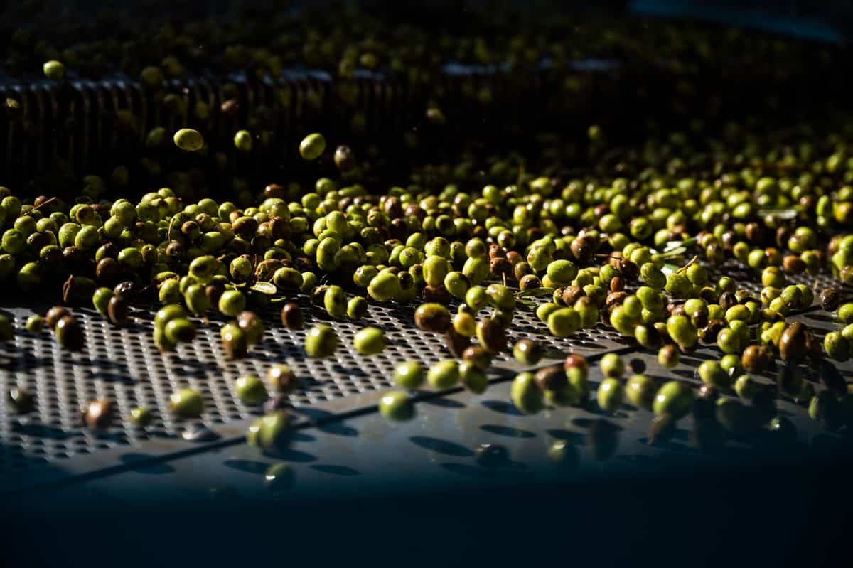 How olive oil is made - Photo sorting