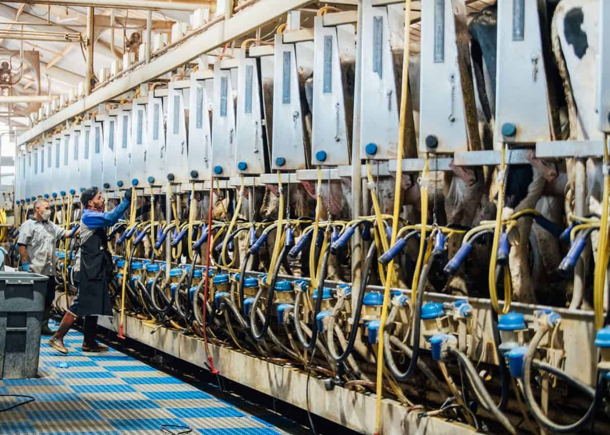 Cows being milked