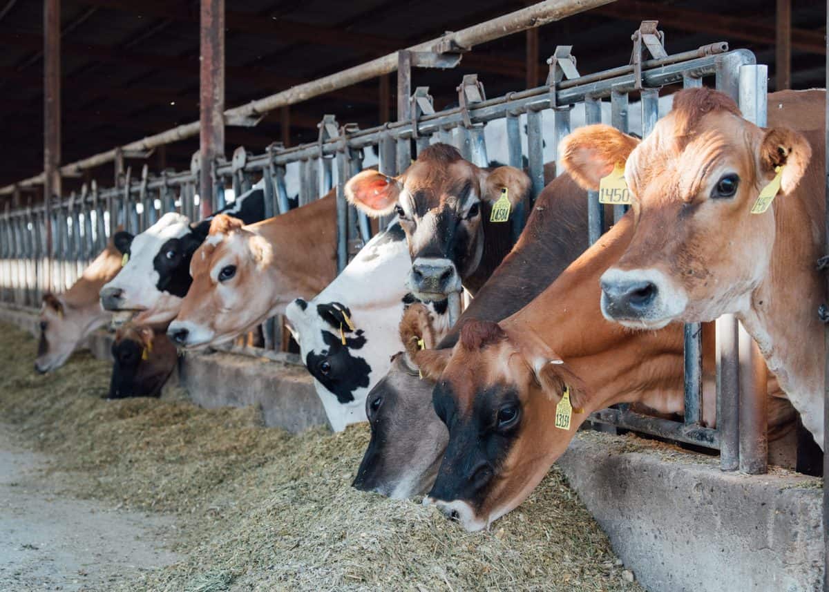 Cows in barn