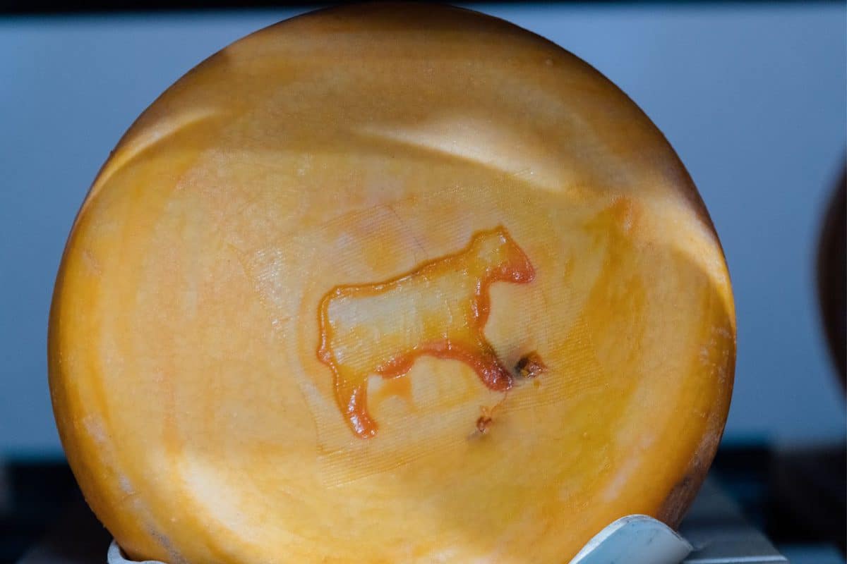 how cheese is made