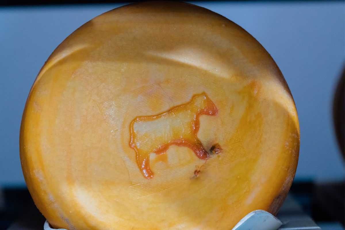 How Cheese is Made in California