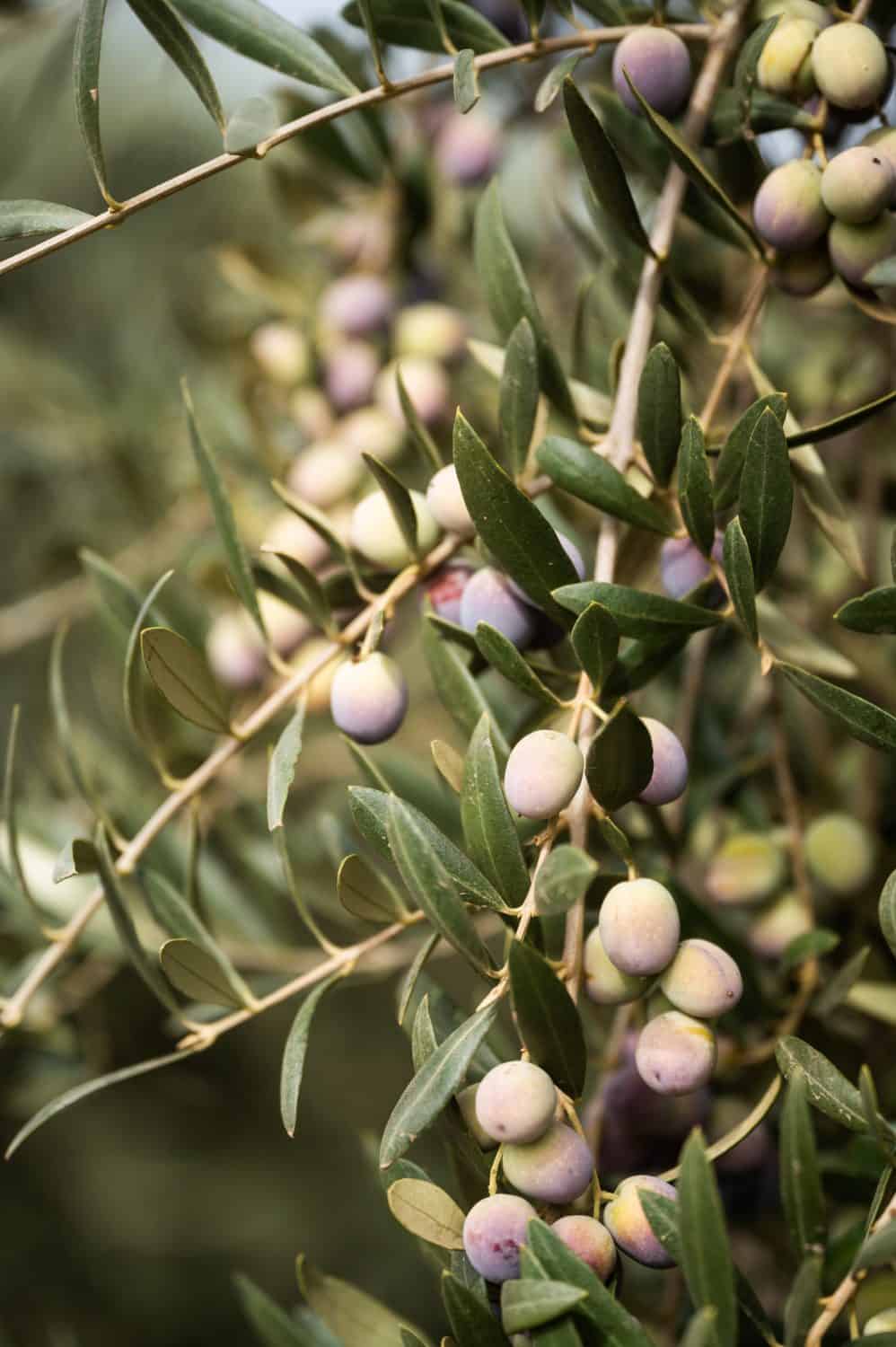 California Grown Olives at Rosenthal Ranch