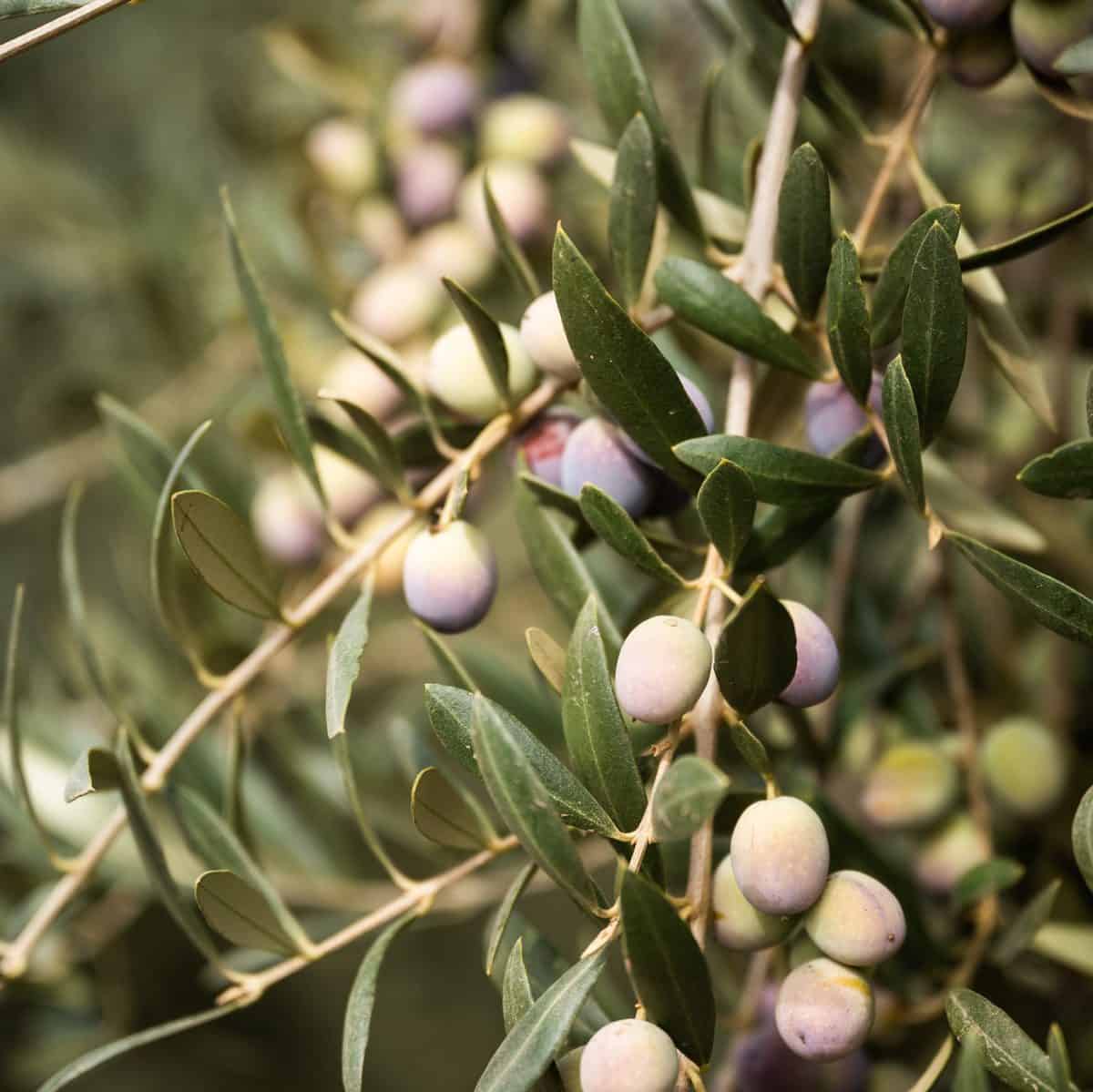 California Grown Olives at Rosenthal Ranch