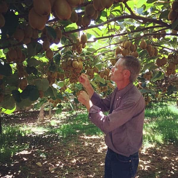 A farmer standing underneath kiwi vines