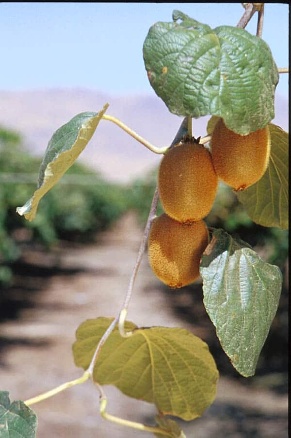 Kiwi fruit growing on a vine.