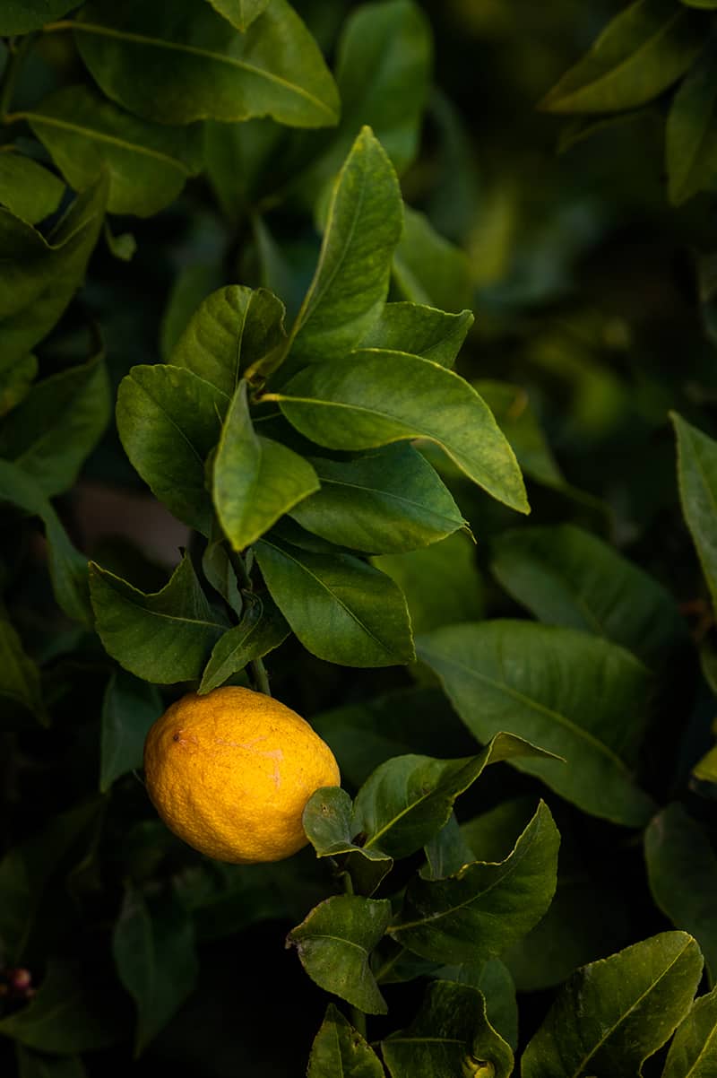 A lemon growning pn a lemon tree
