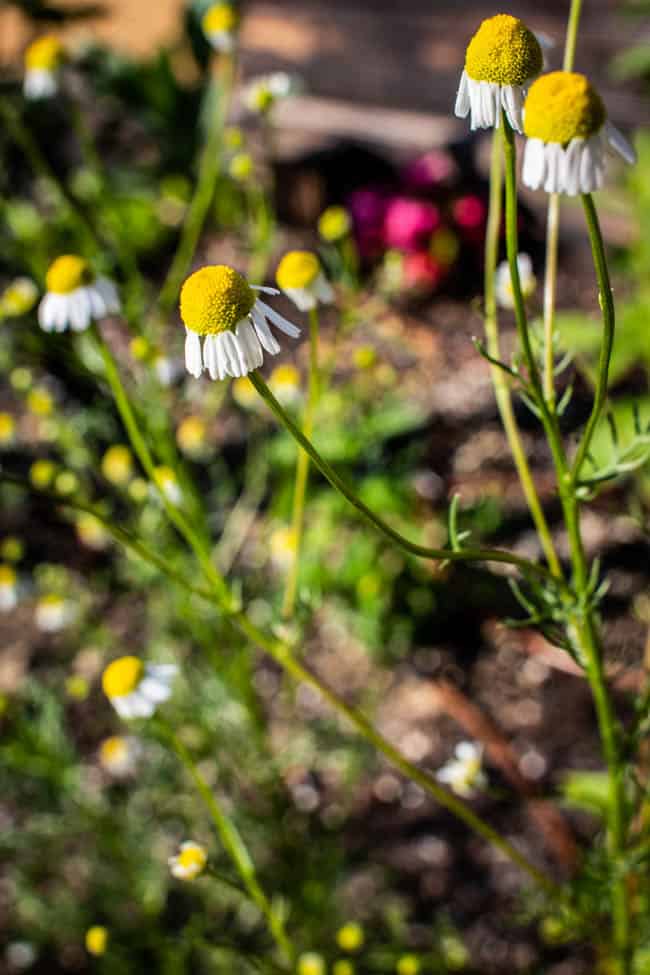 chamomile growing in a garden.