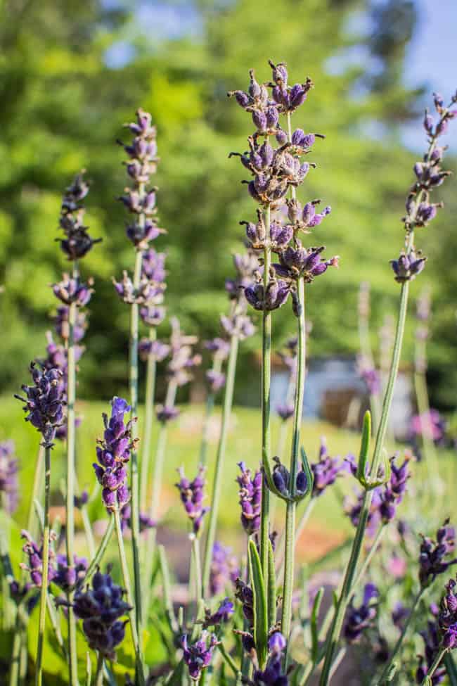 lavender growing in a container garden.