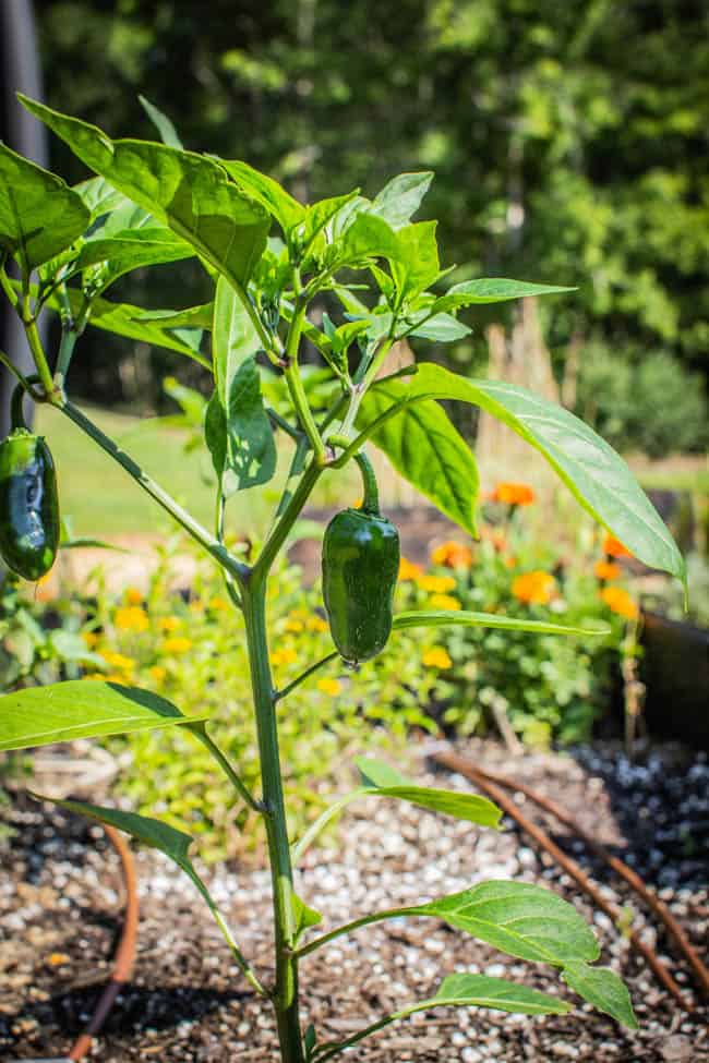 A jalapeno plant growing in a container garden.