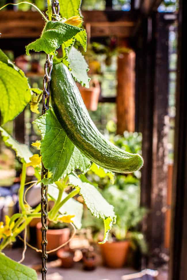 A persian cucumber growing up a trellis in a container garden.