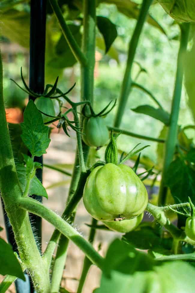 A green tomato on the vine in a container garden.