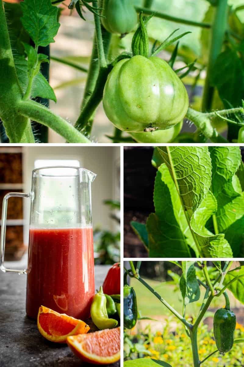 A pitcher of bloody mary's and images of the ingredients growing as plants collaged together.