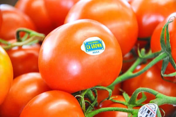A picture of tomatoes on the vine with a California grown sticker. 