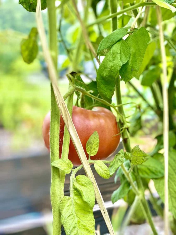 A red tomato on the vine.