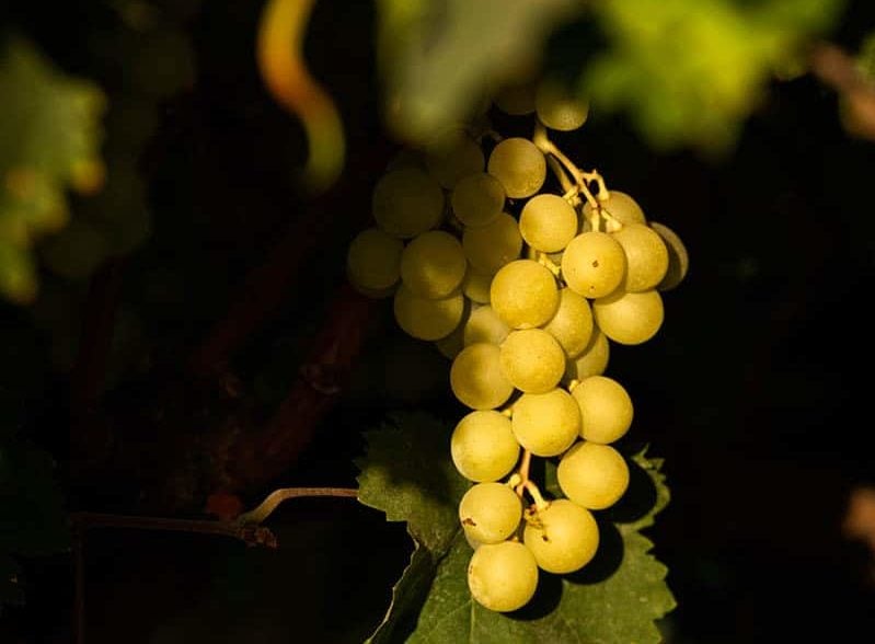 Grape farming in California