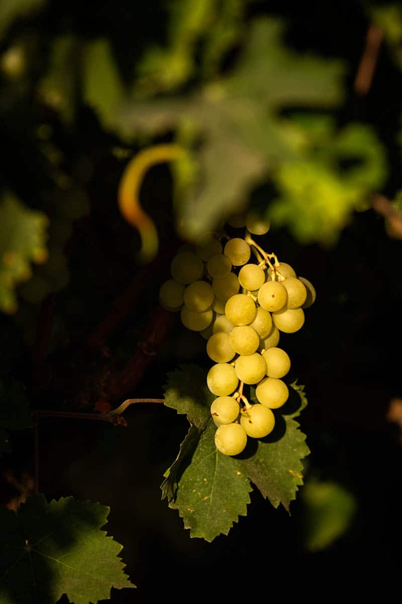 A cluster of green grapes on the vine. 