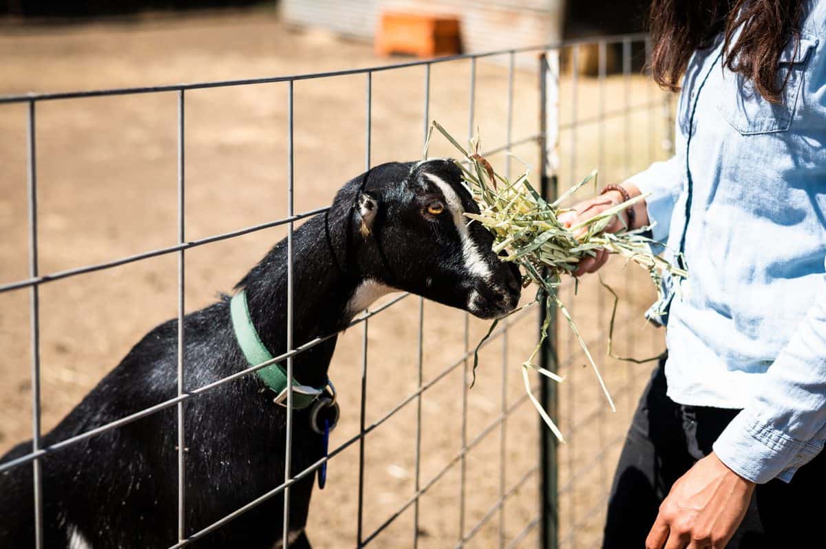 Stepladder Ranch and Creamery La Mancha Goat