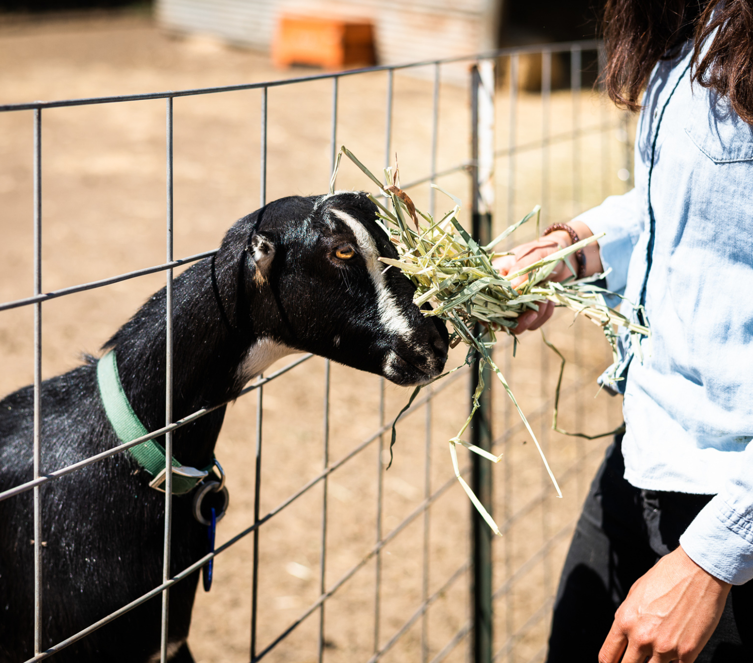 woman Feeding a goat