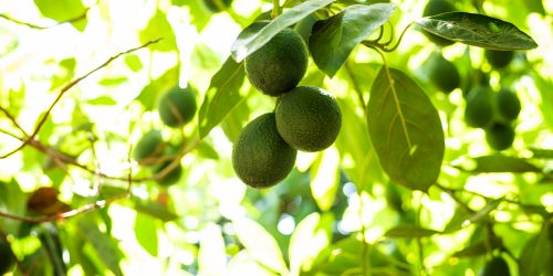 Meet a Farmer: Michelle & Jack Rudolph of Stepladder Ranch and Creamery