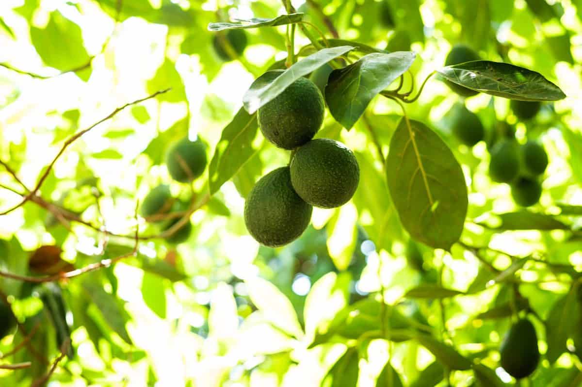 Stepladder Ranch Avocados