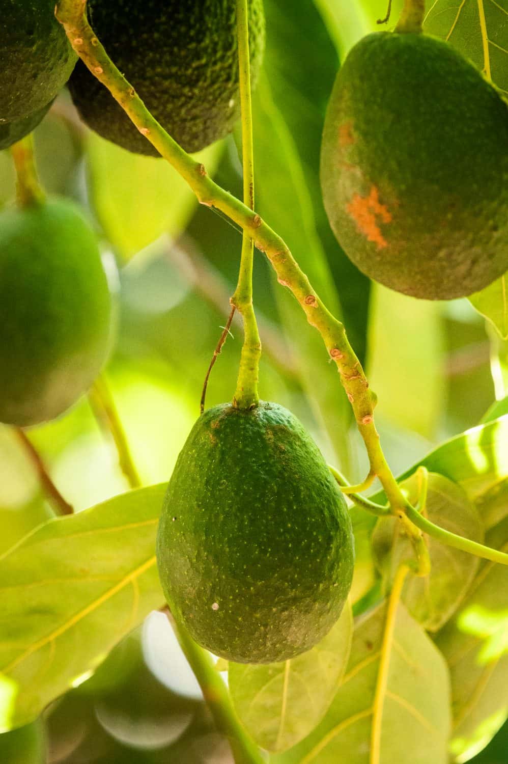 Stepladder Ranch and Creamery Avocados