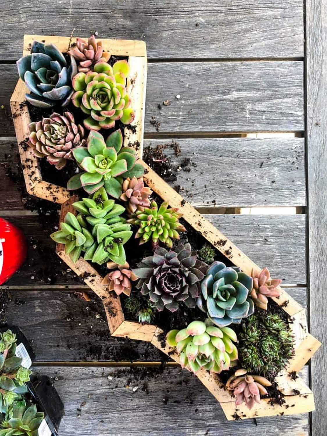 A CA shaped succulent wall planter.