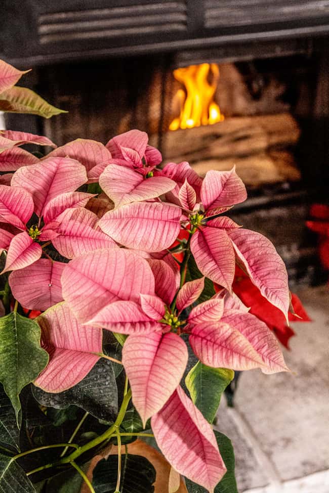 A pink poinsettia with a fireplace in the background. 