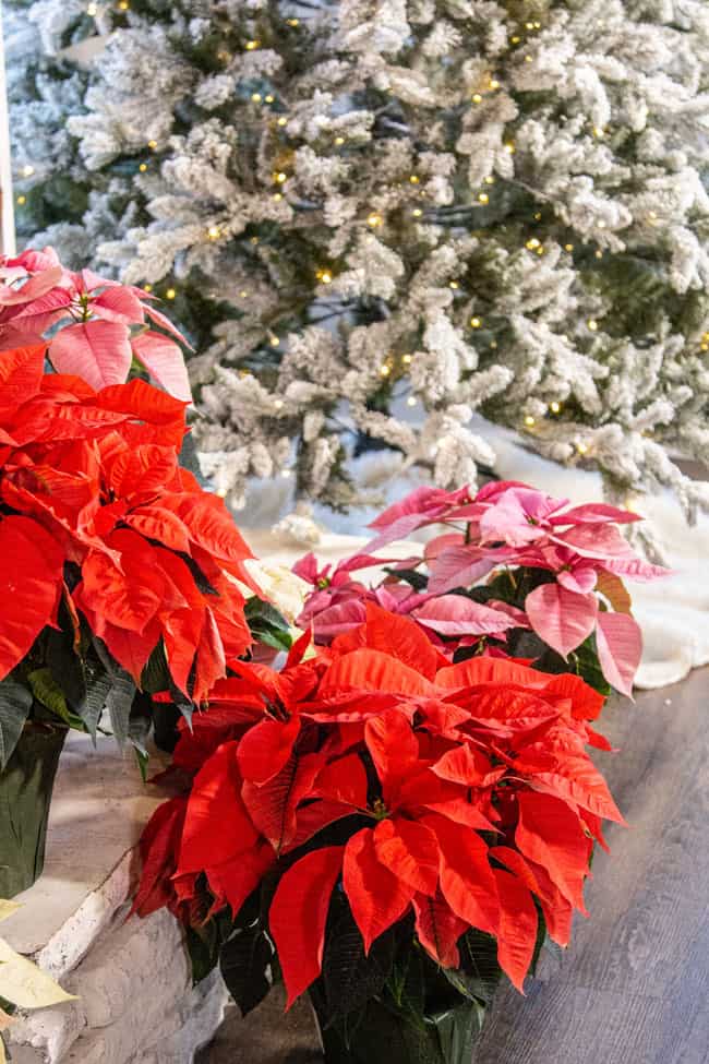 Pink and red poinsettias in front of a tree with white flocking.