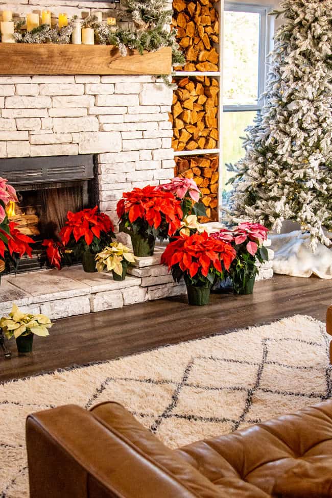 A living room decorated with poinsettias, a guide for caring for poinsettias.