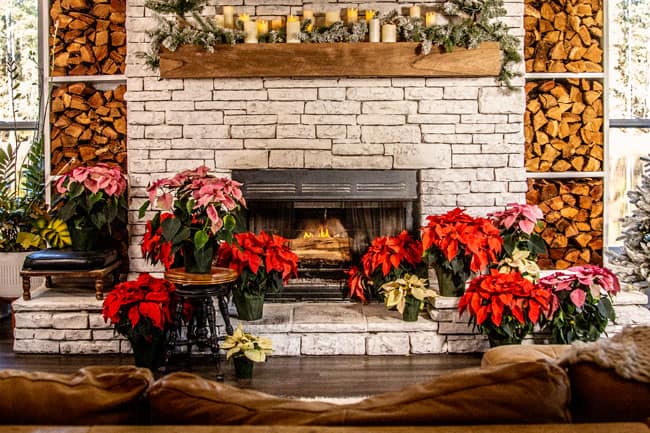 The Ultimate Guide To Poinsettia How To Care For & Decorate With A Holiday Classic. Poinsettias in front of a large fireplace. 