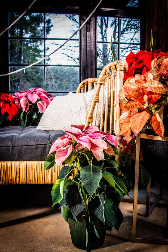 Growing and caring for poinsettia