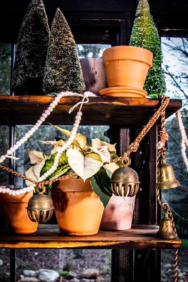 The Ultimate Guide To Poinsettia How To Care For & Decorate with this festive plant. A small white pinsettia in a terra cotta pot on a shelf. 