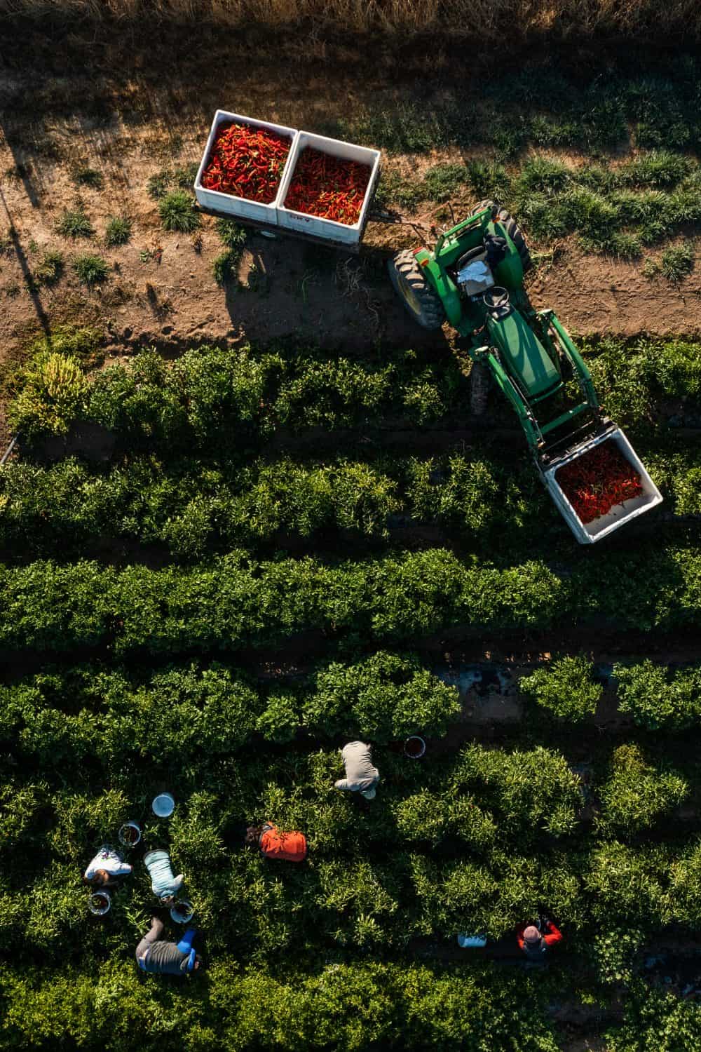 Tractor with people harvesting peppers at Boonville Barn Collective