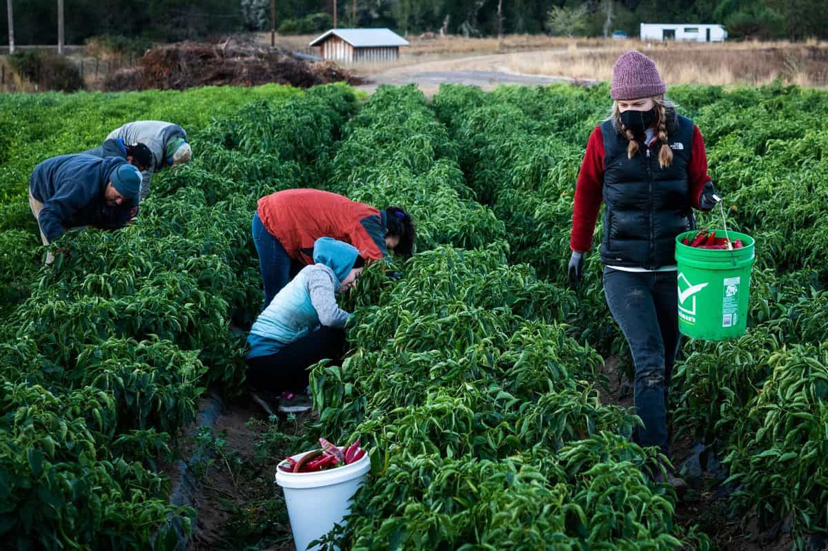 Harvesting Piment d'Ville Peppers at Boonville Barn Collective