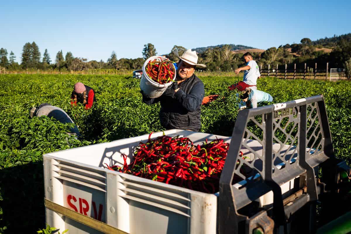 Nacho Flores harvesting Boonville Barn's Piment d'Ville